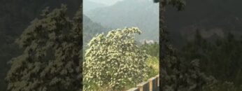 [ID: lvhMFWPSd9Q] Youtube Automatic