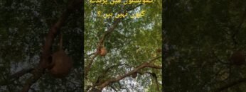 [ID: QY8ASIHP_Uw] Youtube Automatic