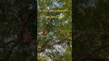 [ID: QY8ASIHP_Uw] Youtube Automatic